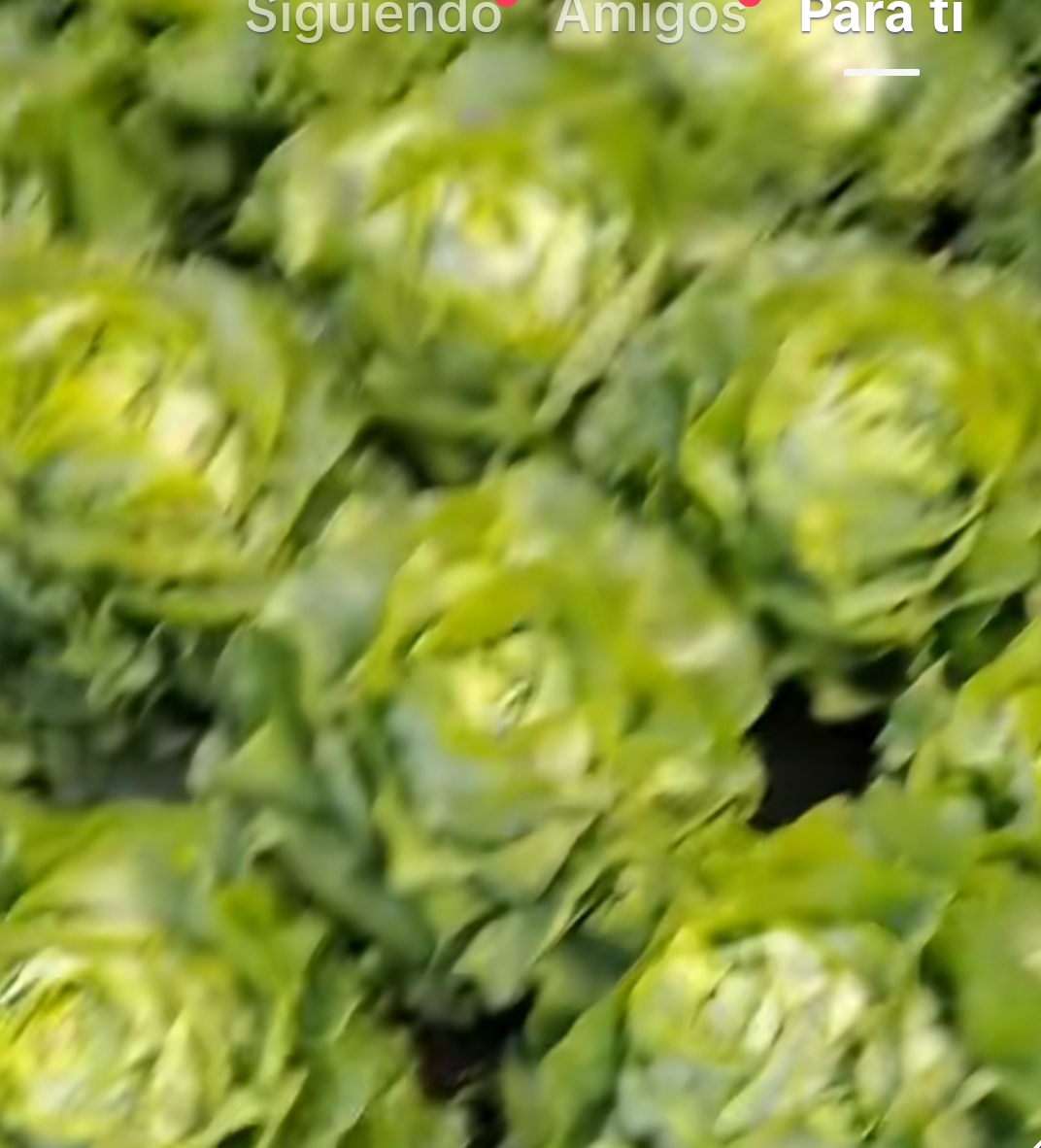 Lechuga Seda