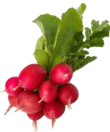 Rabanito