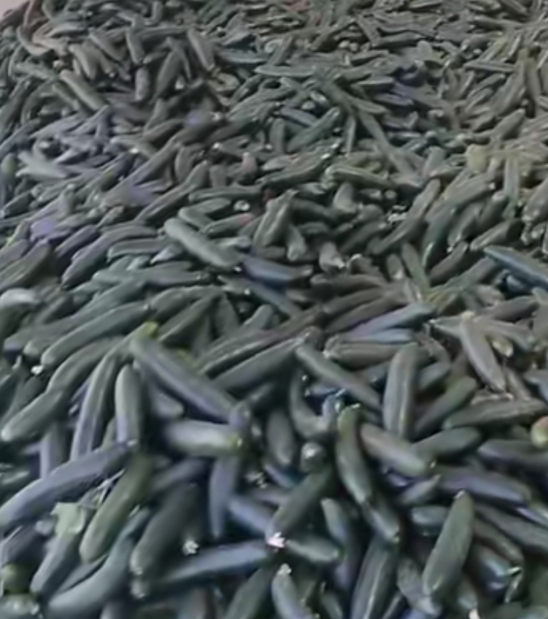 Pepino