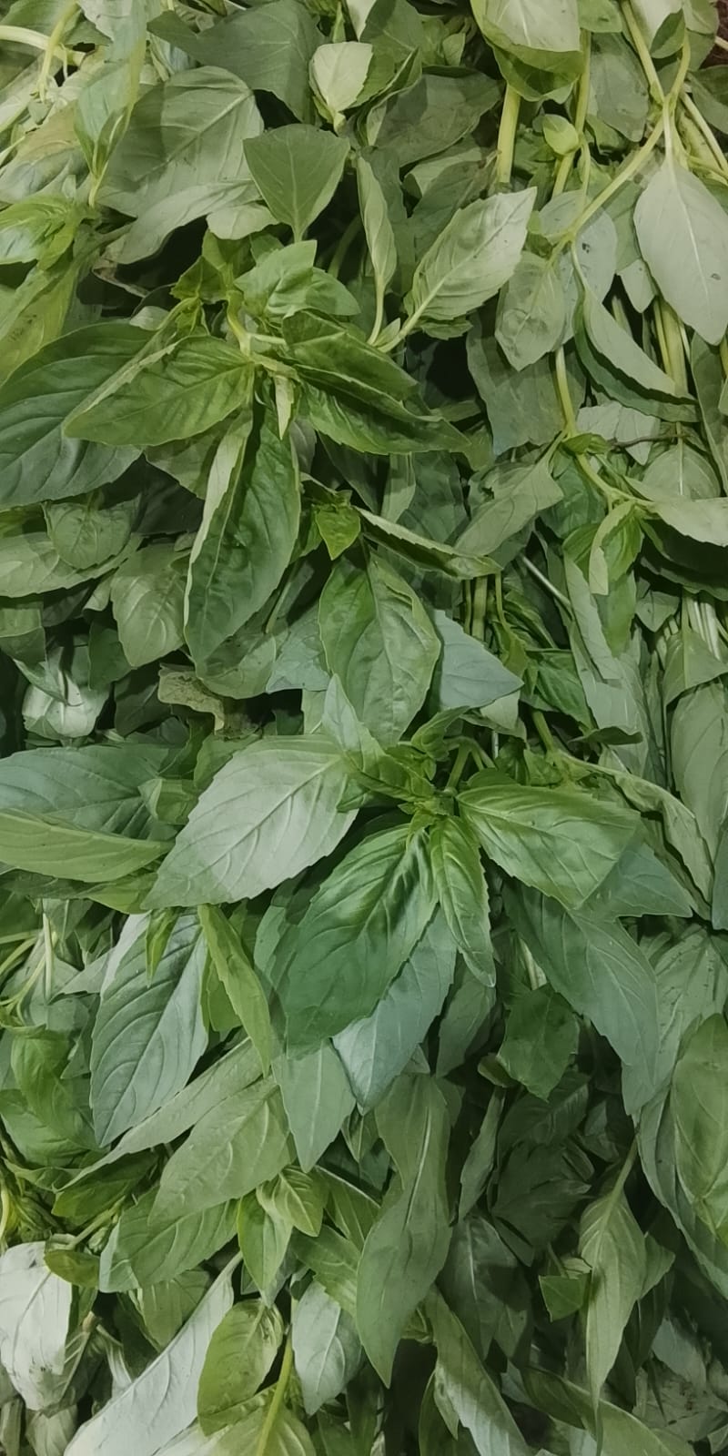 Albahaca
