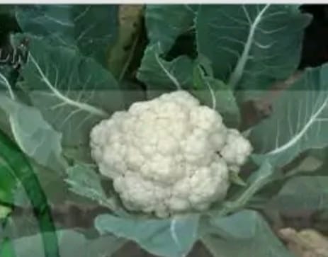 Coliflor
