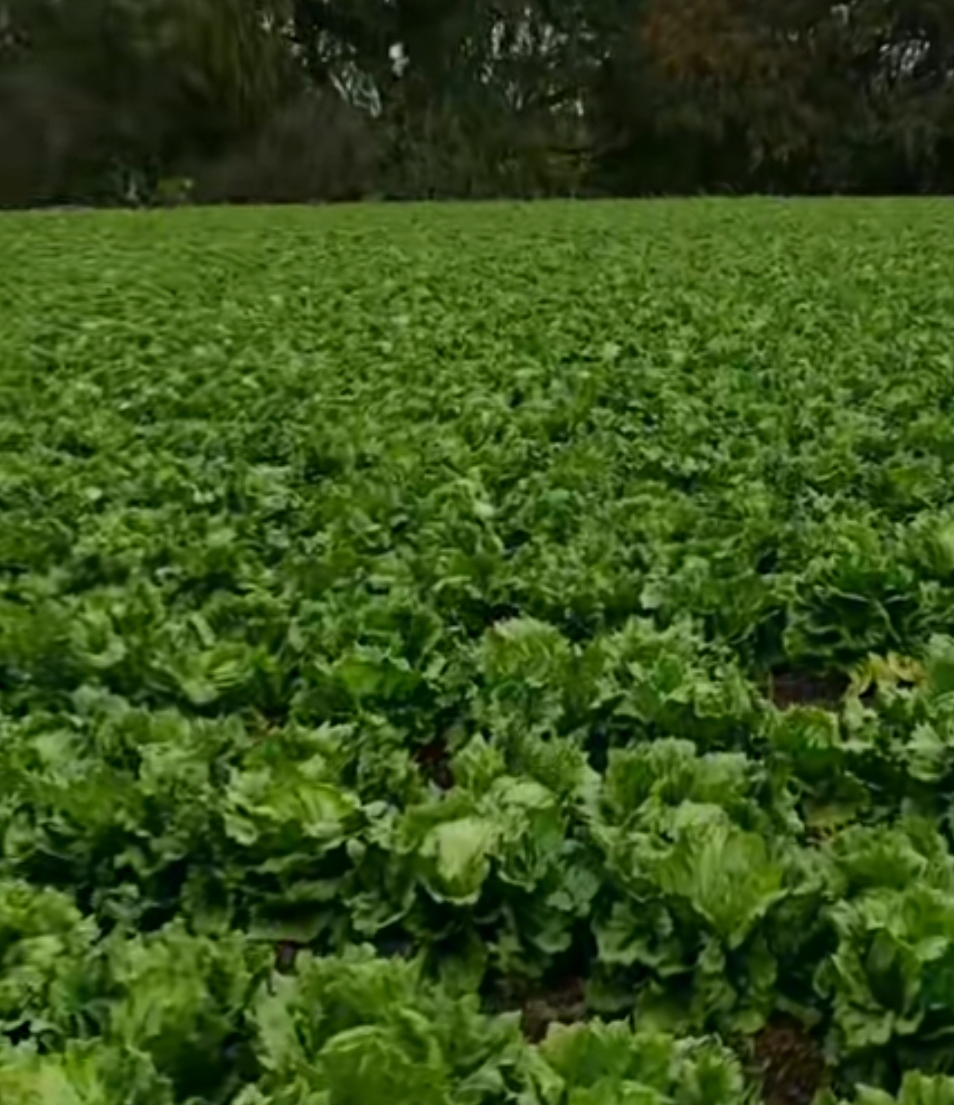 Lechuga Americana