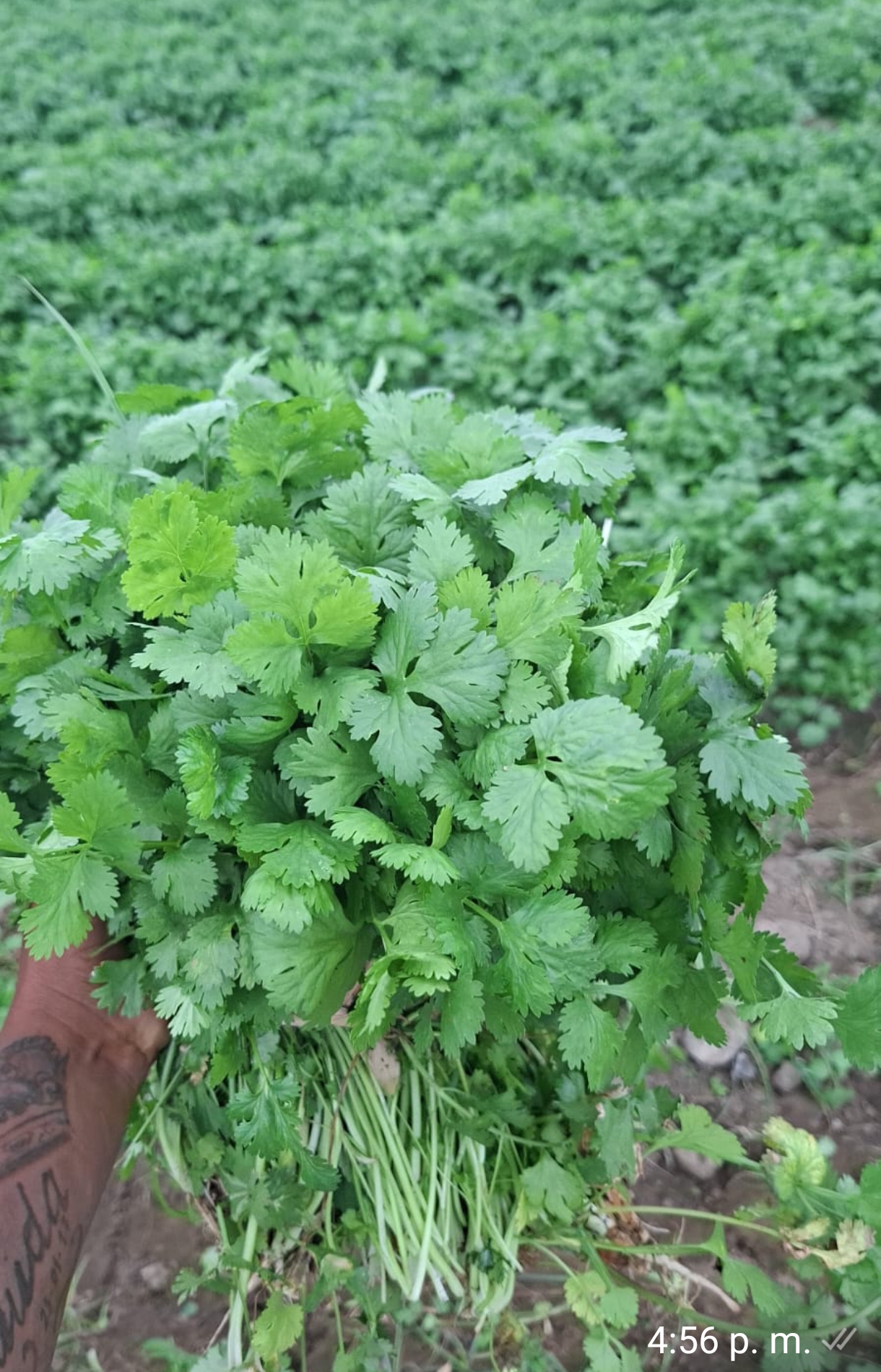 Culantro