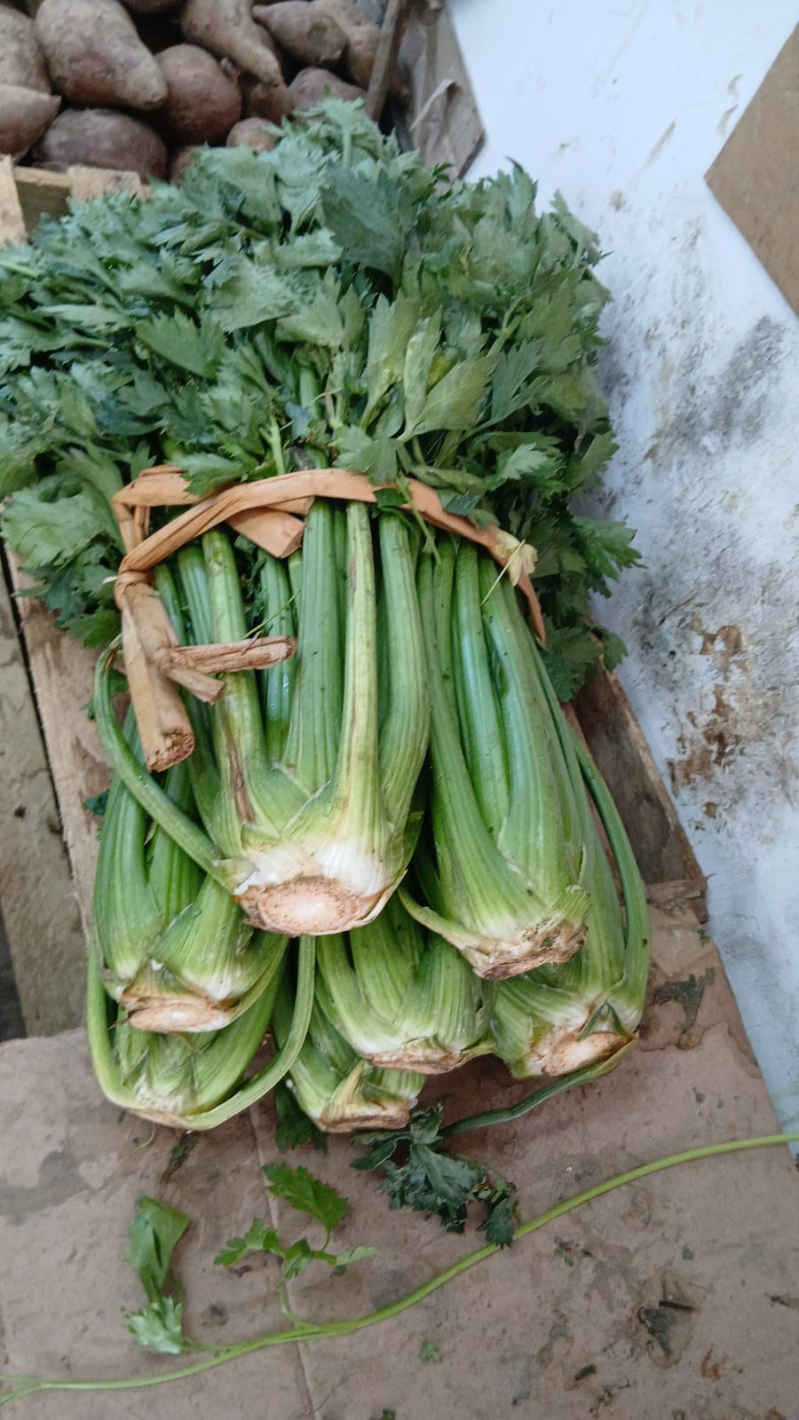 BOLA