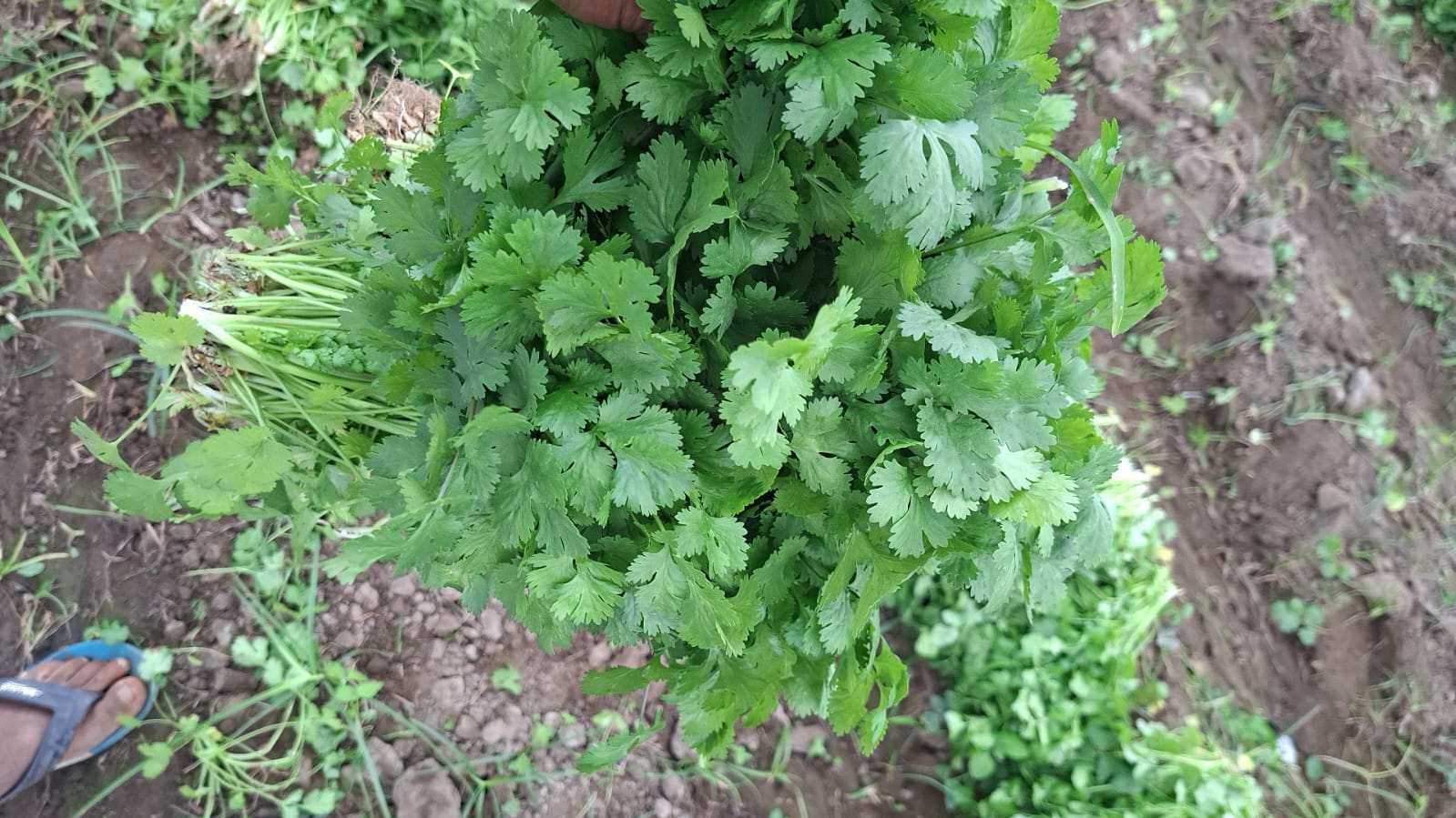 CULANTRO CALIDAD BUENA