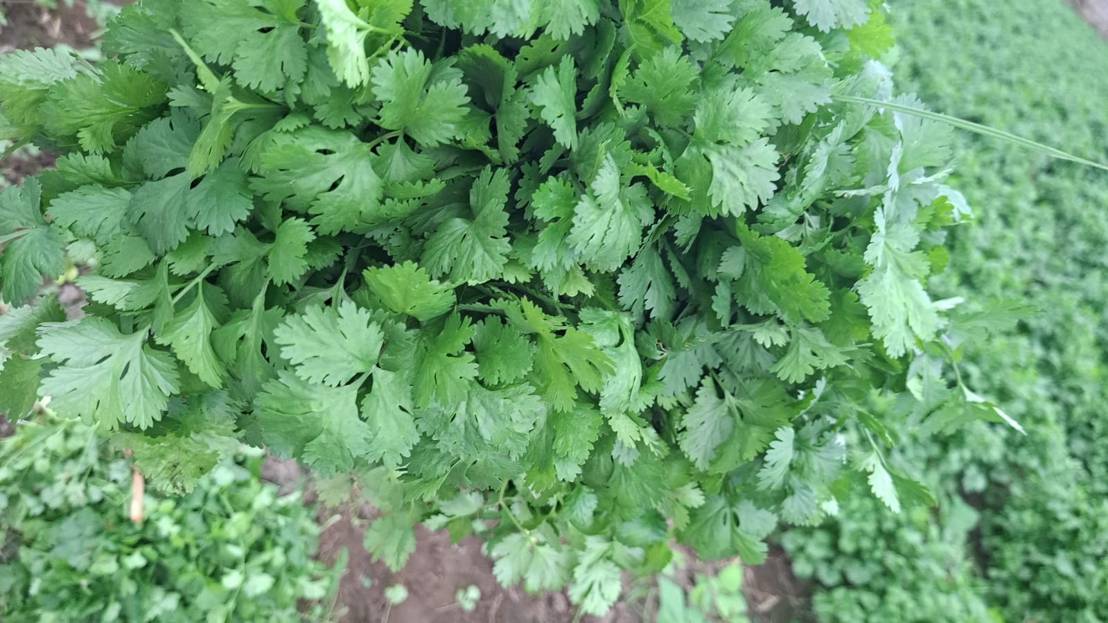 Culantro - CULANTRO IMPORTADA HOJA ANCHA