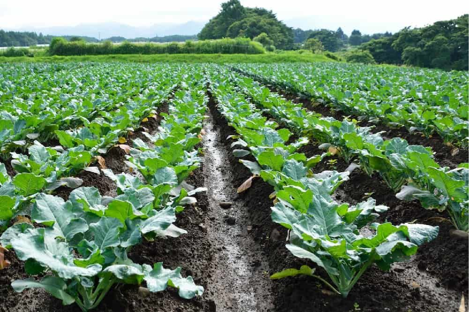 Campos de cultivo peruanos